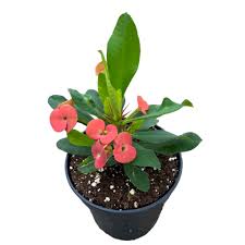 Image result for Euphorbia eranthes