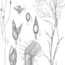 Image result for Panicum carneovaginatum