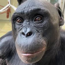 نتیجه جستجوی لغت [apes] در گوگل