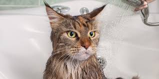 bannyj den dlya kota sima land ru