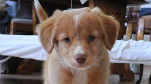 The toller entices, or tolls, waterfowl to the area by playing and splashing in the water and causing a commotion. Nova Scotia Duck Tolling Retriever Price Temperament Life Span
