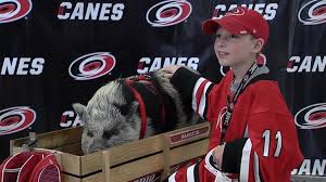 Other products from this section. Hurricanes Roll Out Red Carpet For Hamilton The Pig