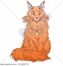 Browse thousands of kittens and cats for sale or adoption by breeder, owner and shelter. Maine Coon Breed Cat Vector Photo Free Trial Bigstock
