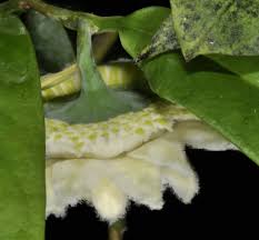Eupomatia Barbata Zurich Botanical Garden Botanischer Garten Zurich A Photo On Flickriver Plant Leaves Flowers Plants
