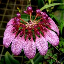 Image result for Bulbophyllum burttii