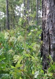 Learn more about blue jasmine. Plantfiles Pictures Clematis Species Curly Clematis Blue Jasmine Marsh Flower Clematis Crispa By Floridian