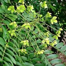 Collecting seeds and seed pods is also a seasonal business, so to speak as you can only collect them usually once a year. Cassia Leptophylla New Zealand Plant Conservation Network