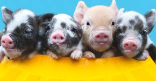 Pet pigs for sale uk. Buying A Miniature Pig Pennywell Miniature Pigs