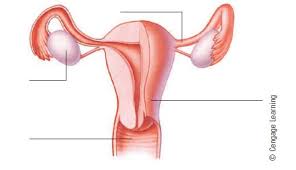 The ovaries produce the egg cells the uterus is divided into two parts: Label The Parts Of The Female Reproductive System And List Their Functions Bartleby