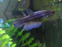 Although betta fish are much easier to maintain than most other these are usually signs of stress. What Do Stress Stripes Look Like Tropical Fish Forums