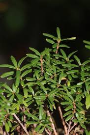 Image result for Clutia paxii