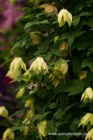 Other common names clematis amber synonyms clematis koreana 'wit141205'. Clematis Koreana Amber Pumpkin Beth