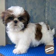 Through the dog's lifetime, the average cost of owning a shih tzu is $17,910. Teacup Shih Tzu Puppies Available Kakinada Zamroo