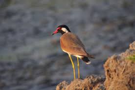 Image result for Lipocarpha atra