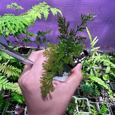 Image result for Vandenboschia gigantea