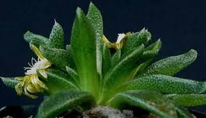 Image result for Nananthus