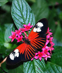 053e Burst Of Colors Beautiful Butterflies Beautiful Butterfly Photography Butterfly Pictures