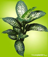 How To Grow A Dieffenbachia Dumb Cane Plant Houseplant 411