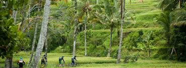 We show the process of making the bikes and we give guarantee product. Palm Trees Bhudda Coconuts Bike Adventures In Thailand And Indonesia Mountain Biking Collection By Komoot
