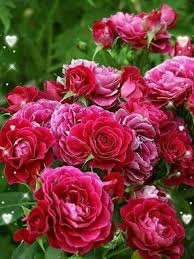 I will definitely be getting her flowers at the waters edge from now on. Anita Flowers Good Night My Lovely Friends And Have A Facebook