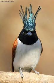 Pin On Birds Photography