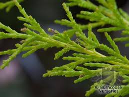 Cupressus macrocarpa 'donard gold' golden monterey cypress. Cupressus From Burncoose Nurseries