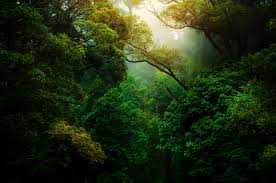 Blurred space for your text. High Ambition Coalition For Nature And People Hac For Nature And People