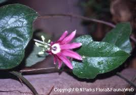 Image result for Passiflora sanguinolenta