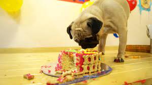 List your baking business for free. 4 Places To Get Cakes For Your Pets So Delhi
