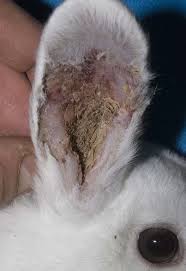 Image result for scabies rabbits ears