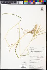 Image result for Acrachne racemosa