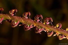 Image result for Bulbophyllum scaberulum
