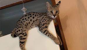 F1 Savannah Cat Size Comparison