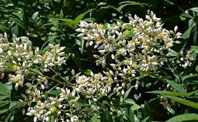 Nandina Domestica Bambou Sacre Plantation Entretien Le n°1 du mobilier et de la décoration en france → découvrez nos produits, nos solutions et conseils d'aménagement. binette jardin le monde