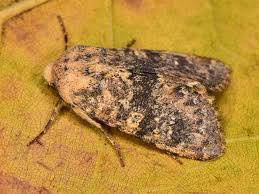 Image result for Polymixis polymita