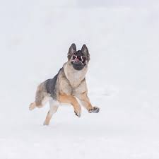 We did not find results for: German Shepherd Running In Snow Photograph By Geert Weggen