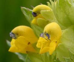We did not find results for: Rhinathus Minor Yellow Rattle Identification