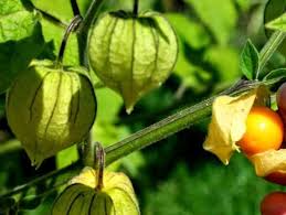 Dikutip dari india gardening, ini dia 7 <b>tanaman hias bunga outdoor. Jenis Tanaman Obat Lengkap Dari A Z Beserta Gambar Dan Khasiatnya Bibit Online