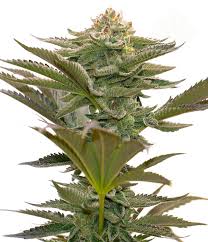 As a mental model, critical mass can help us to understand the world around us by letting us spot changes before they occur, make sense of. Critical Mass By Seed City Seeds From Seed City