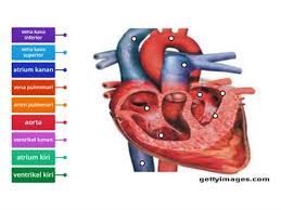 Maybe you would like to learn more about one of these? Biologi Jantung Sumber Pengajaran