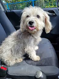 🔸️Update... Dog reunited with family 😊🙏🔸️ Found in Crossens... near 3  pools... can someone please scan and look after until claimed please as I  have cats 🙏