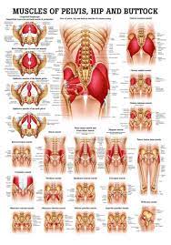 Lying exposed between the protective bones of the superiorly located ribs and the inferiorly located pelvic girdle, the muscles of this region play a critical role in protecting the. Muscles Of Buttock Hip And Pelvis Laminated Anatomy Chart