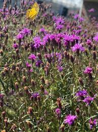 Image result for Vernonia prolixa