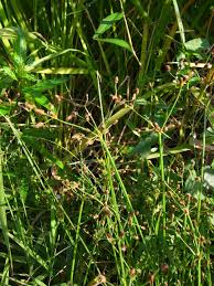 Image result for Fimbristylis