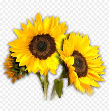 Check out this fantastic collection of white sunflower wallpapers, with 23 white sunflower background images for your desktop, phone or tablet. White Sunflower Png Png Image With Transparent Background Toppng