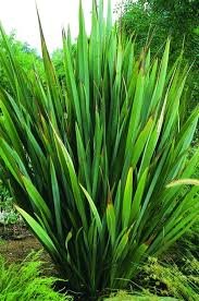Image result for Phormium