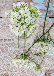 Check spelling or type a new query. Orlaya Grandiflora White Lace Flower Flowers Lace Flowers Wedding Flowers