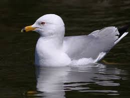 Big Black Bird With White Ring Around Neck Ring Billed Gull Bird Photo Sea Birds Bird Pictures