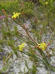 Image result for Moraea simulans