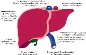 These include production of bile, metabolism of dietary compounds, detoxification, regulation of glucose levels through glycogen storage and control of blood homeostasis by secretion of clotting factors and. Schematic Representation Of The Principal Liver S Functions Download Scientific Diagram